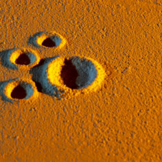 close-up-abstract-animal-paw