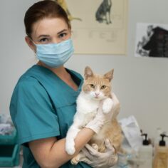 close-up-veterinarian-taking-care-cat (2)