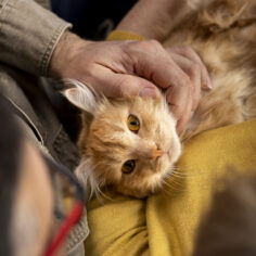 elderly-person-with-pet-cat