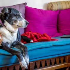 A shallow focus shot of an old dog resting on the couch