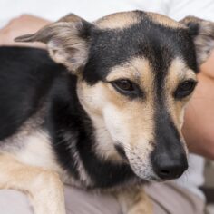 sleepy-dog-sitting-man-s-lap