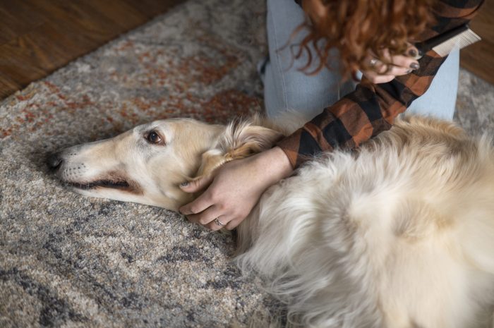 high-angle-woman-with-cute-greyhound-dog (1)